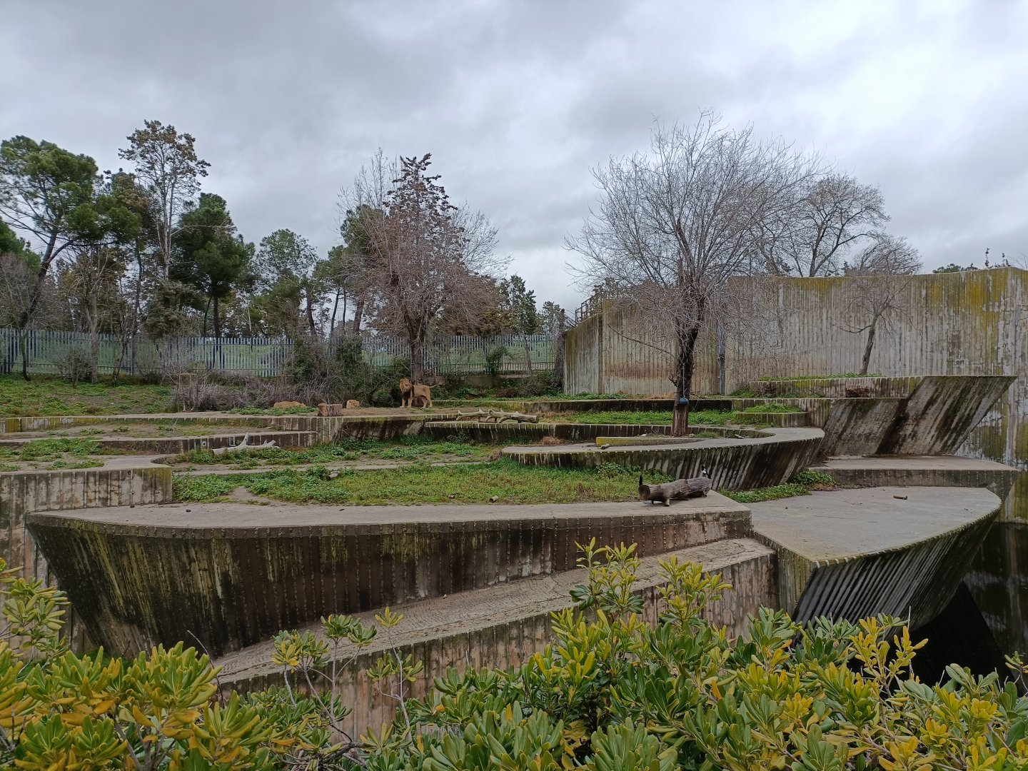 Asiatic lion exhibit