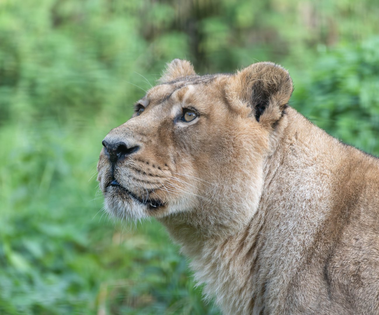 Asiatic lion (f), CWP, UK
