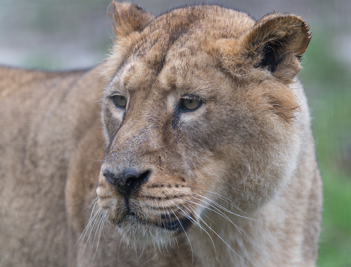 Asiatic lion (f), Kanha, CWP, UK
