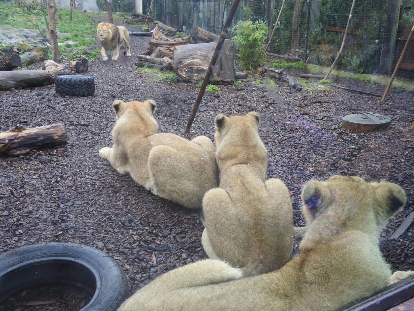 Asiatic Lion Family (Panthera leo leo)