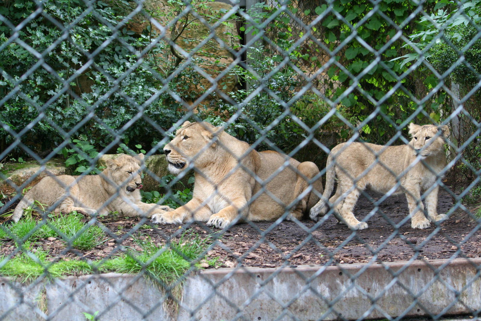 Asiatic lion female and younsters