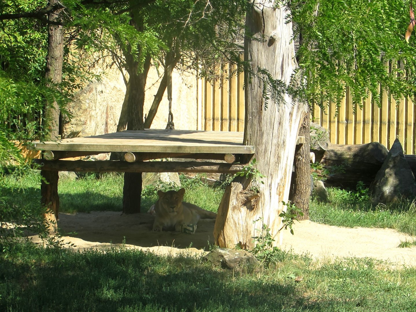 Asiatic Lion female - July/2017