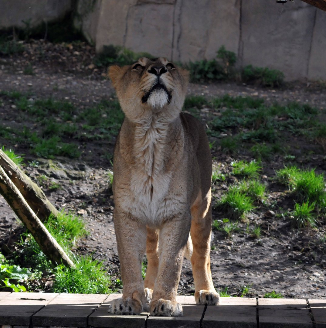 Asiatic lion female