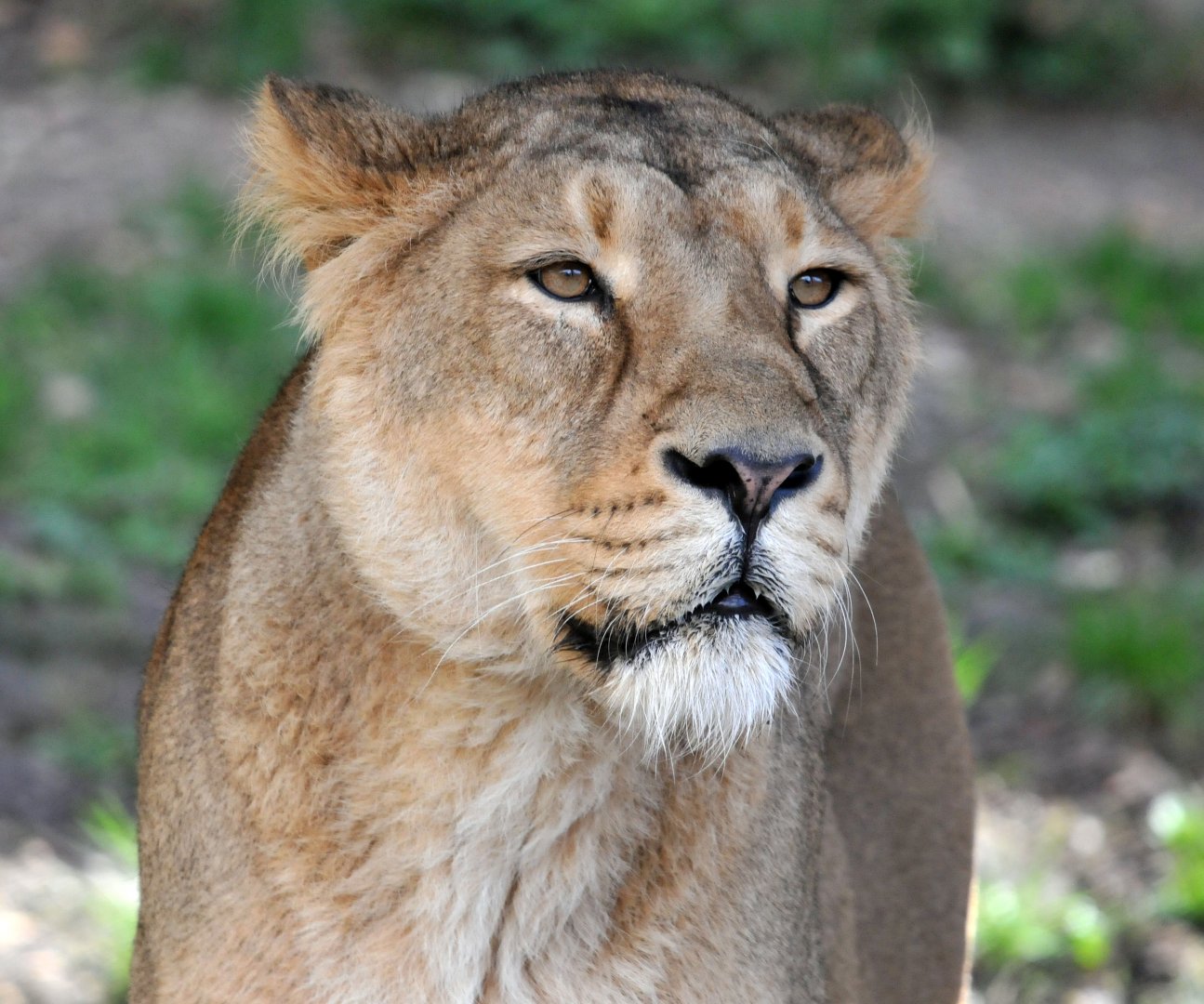 Asiatic lion female
