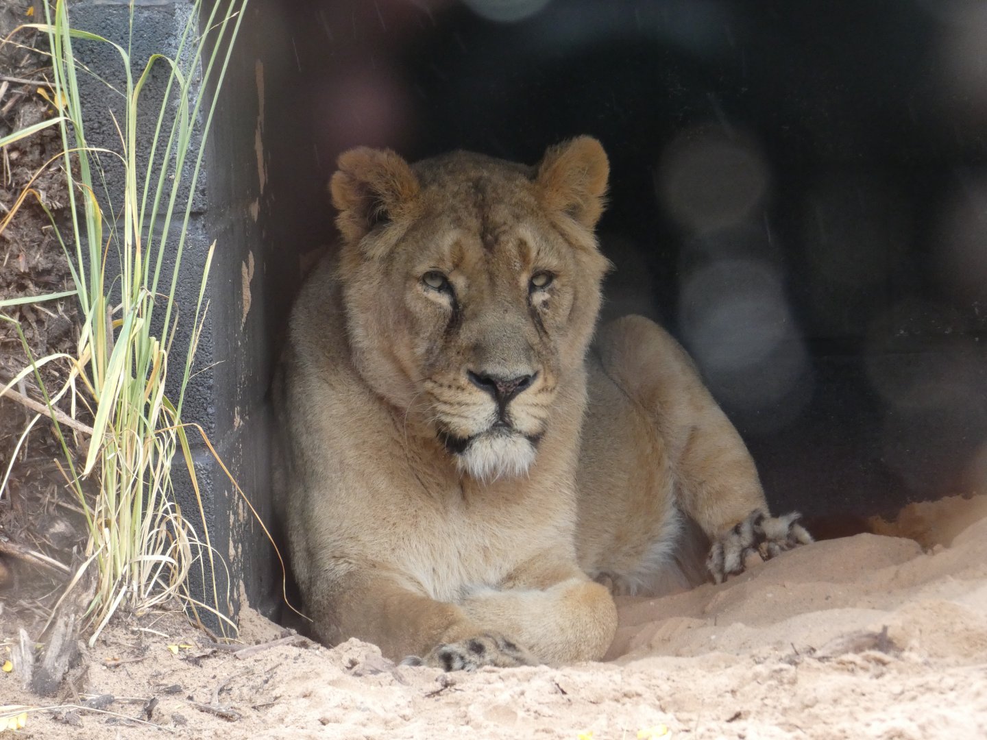 Asiatic Lion female