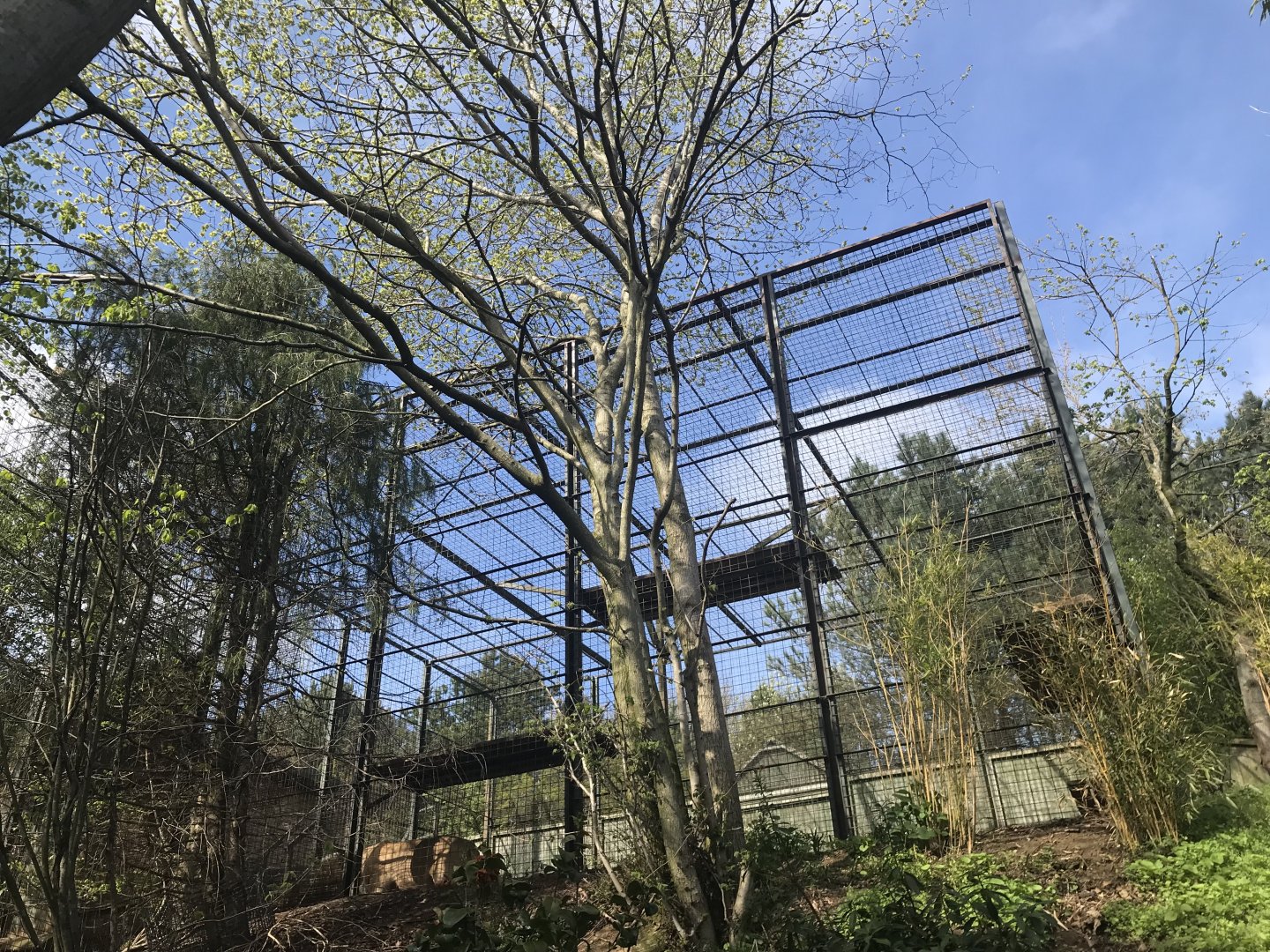 Asiatic lion holding area