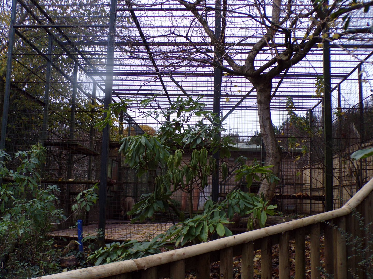 Asiatic lion holding cage 19.11.23