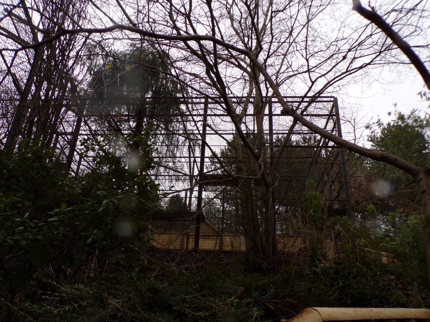 Asiatic lion holding cage 9.12.23