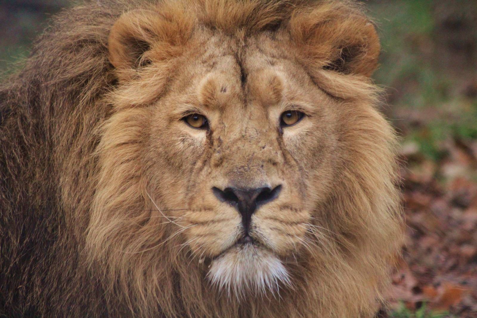 Asiatic Lion - Iblis