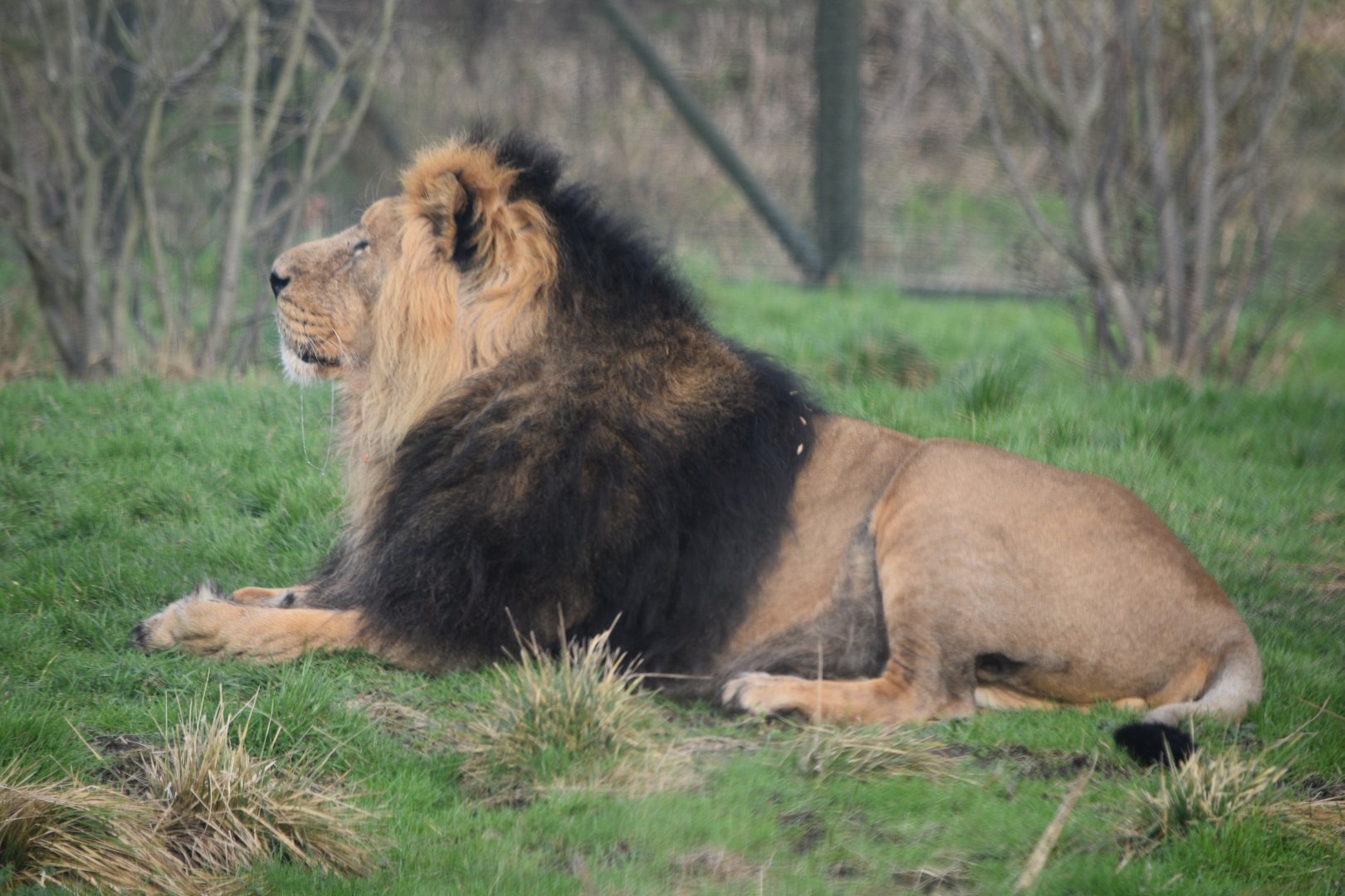 Asiatic lion "Iblis"