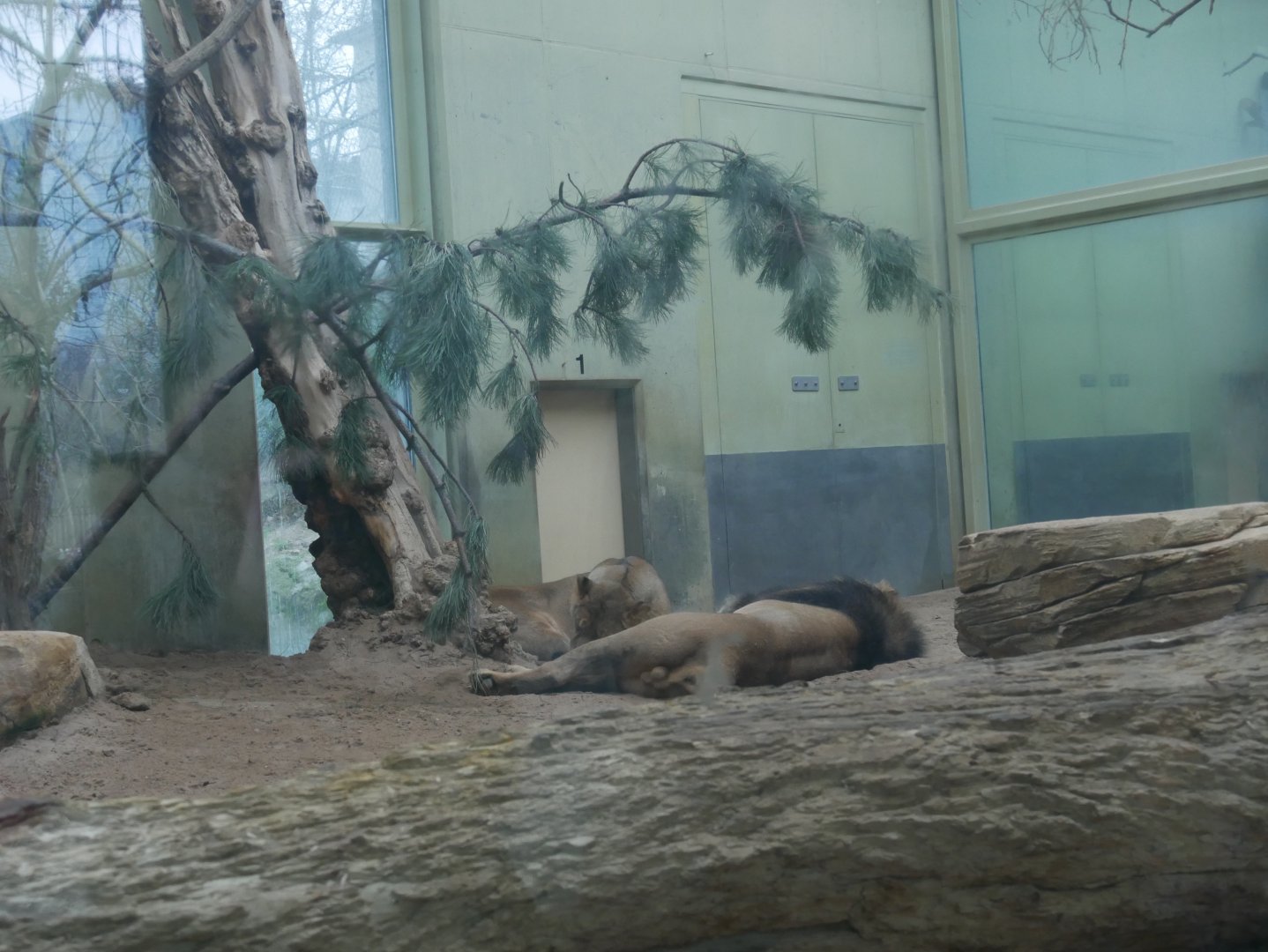 Asiatic lion indoor enclosure (January 2019)