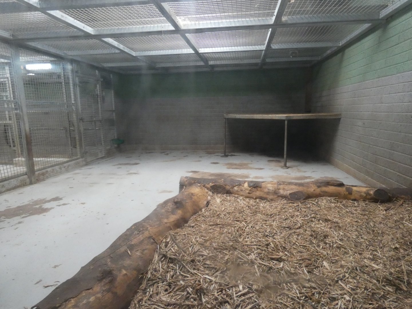 Asiatic lion indoor enclosure