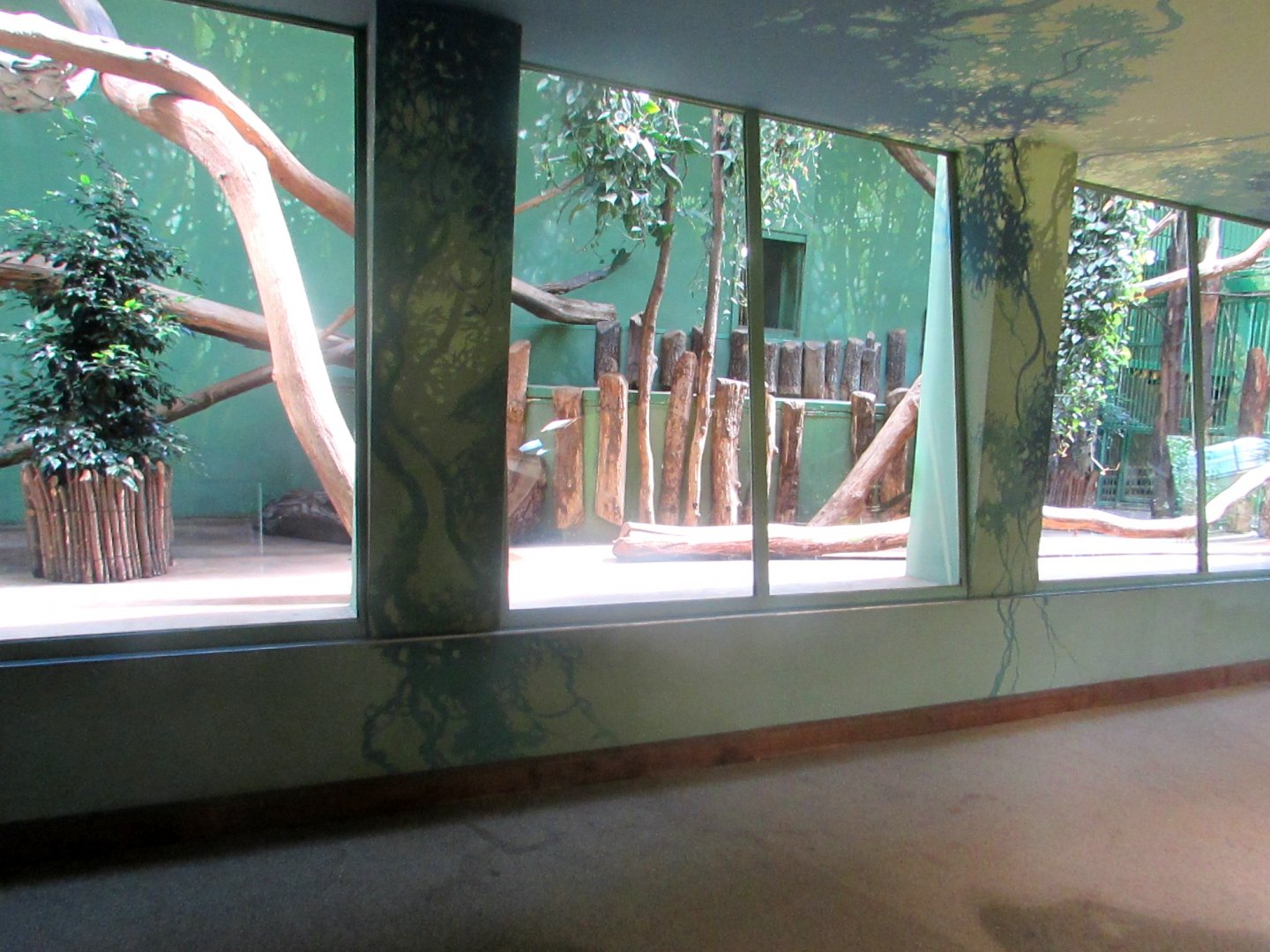 Asiatic Lion indoor exhibit - July/2017