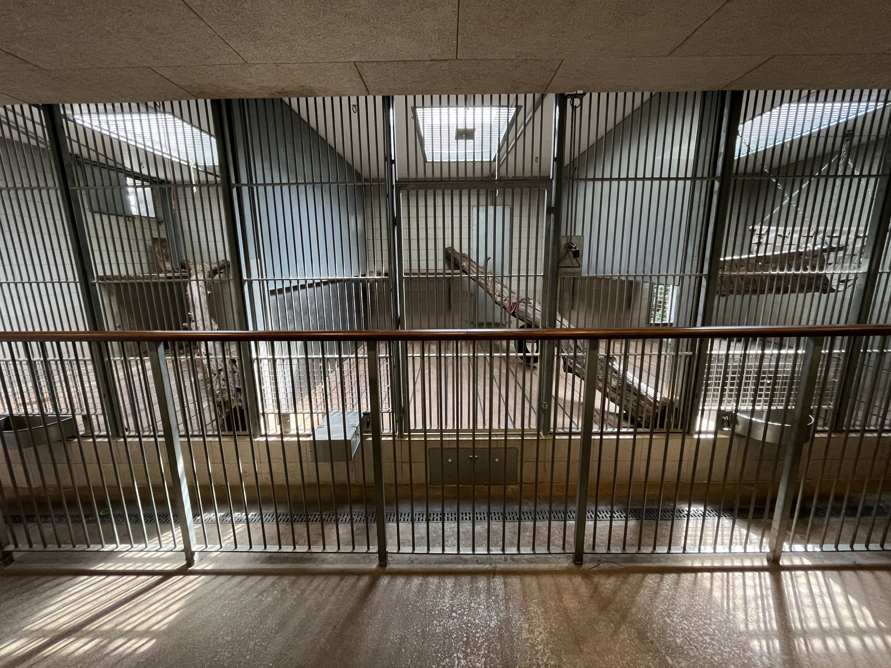 Asiatic Lion Indoor Exhibit