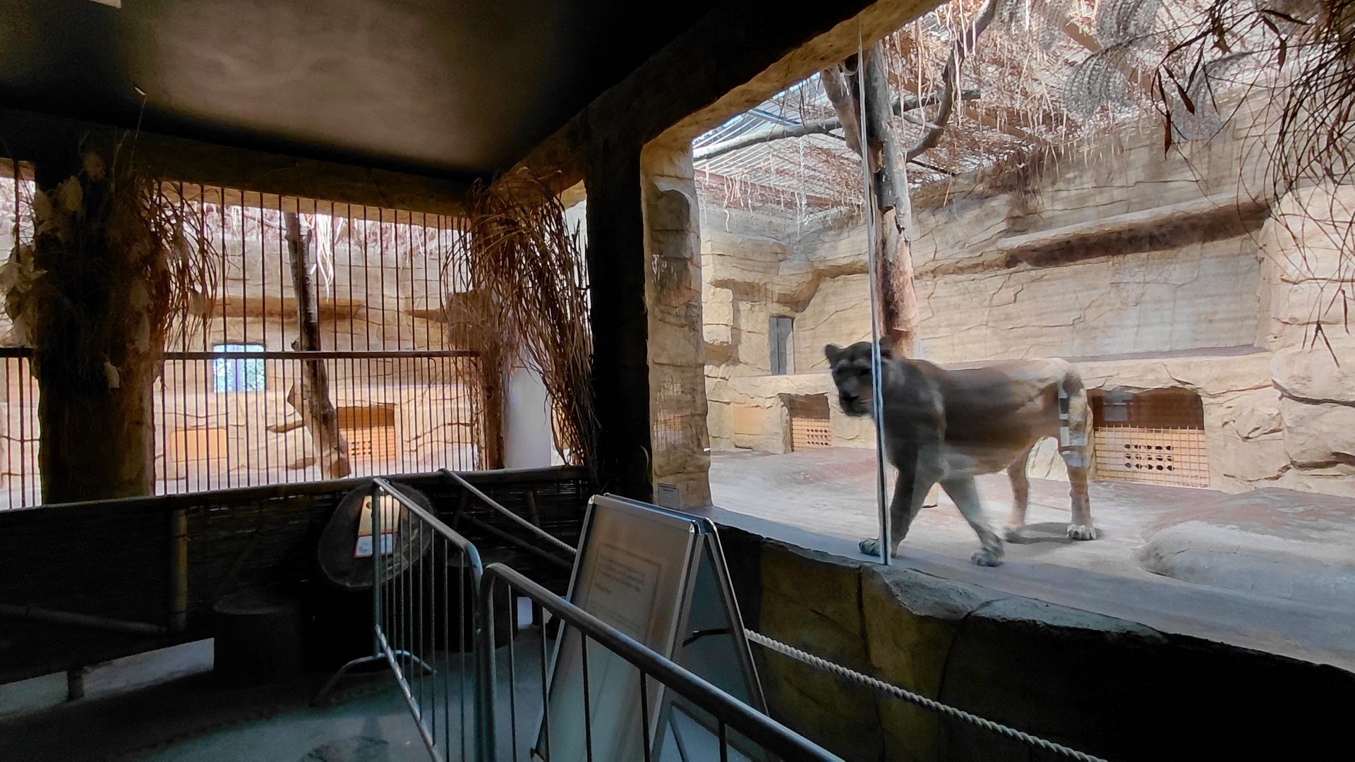 Asiatic lion indoor exhibit