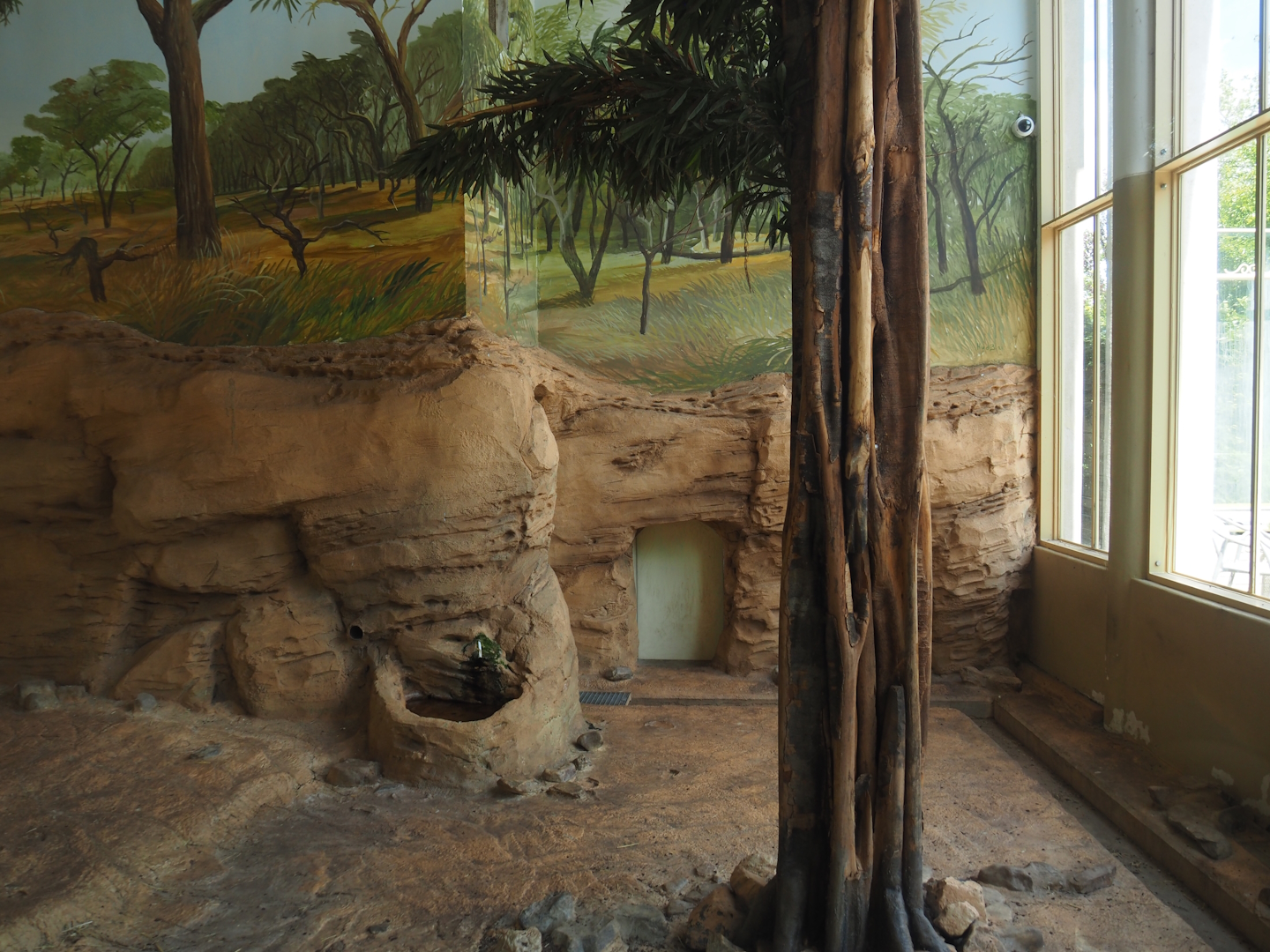 Asiatic lion indoor housing, 2024-06-30