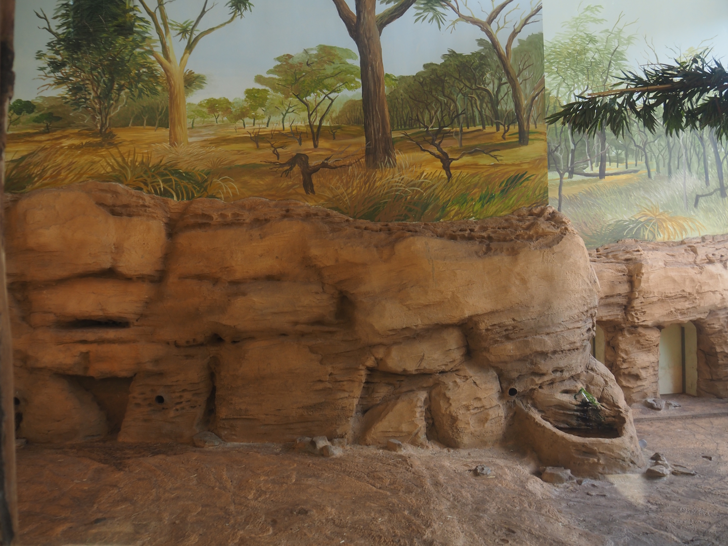 Asiatic lion indoor housing, 2024-06-30