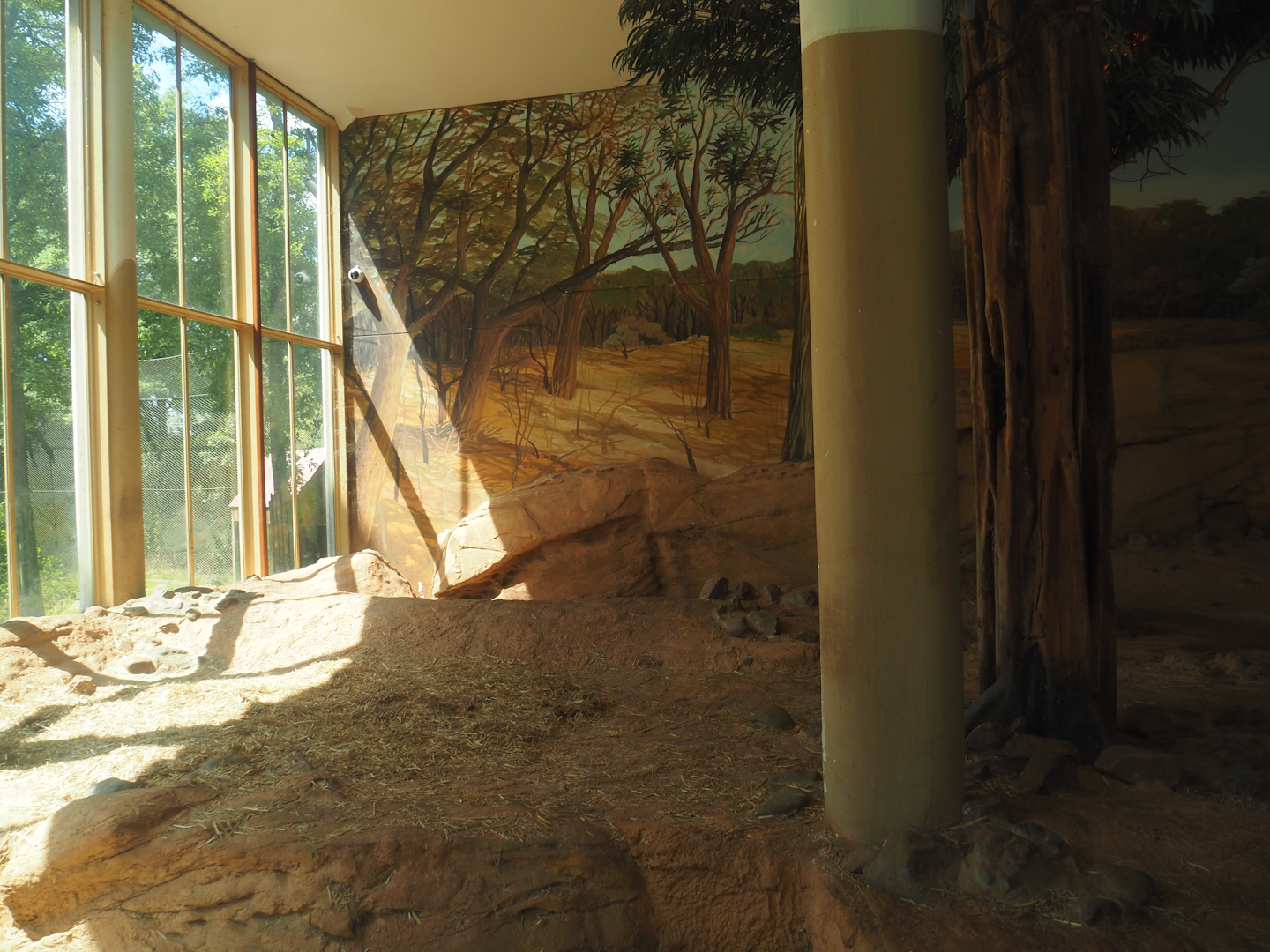 Asiatic lion indoor housing, 2024-06-30