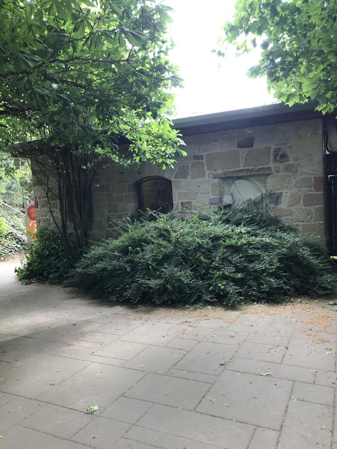 Asiatic lion indoors