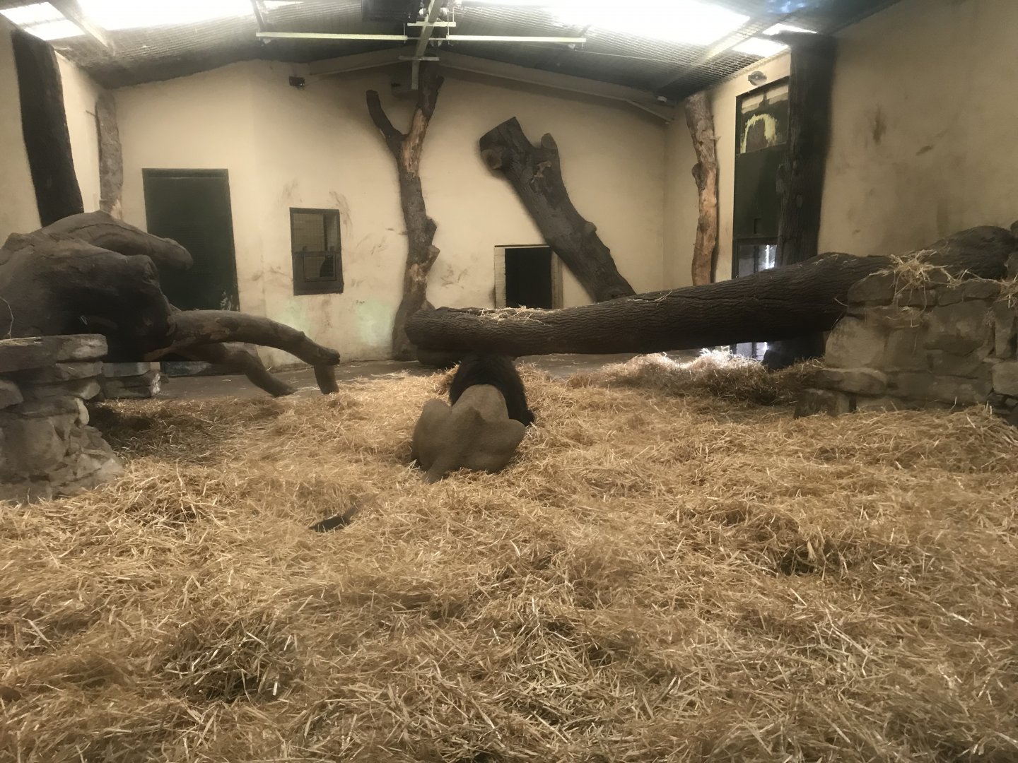 Asiatic lion indoors