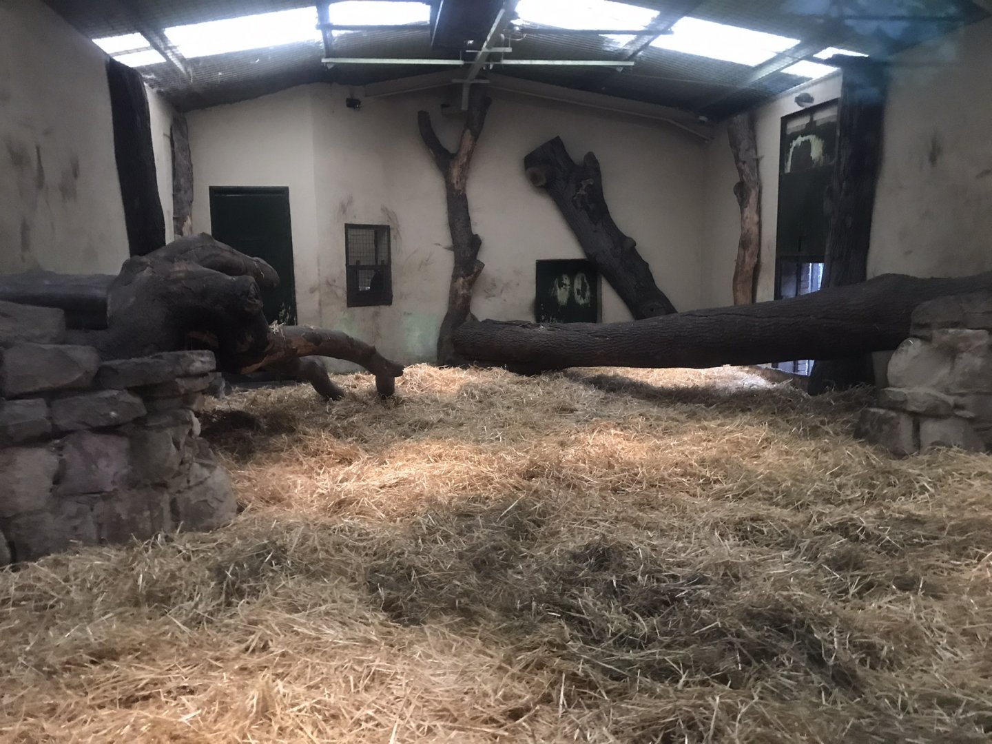 Asiatic lion indoors