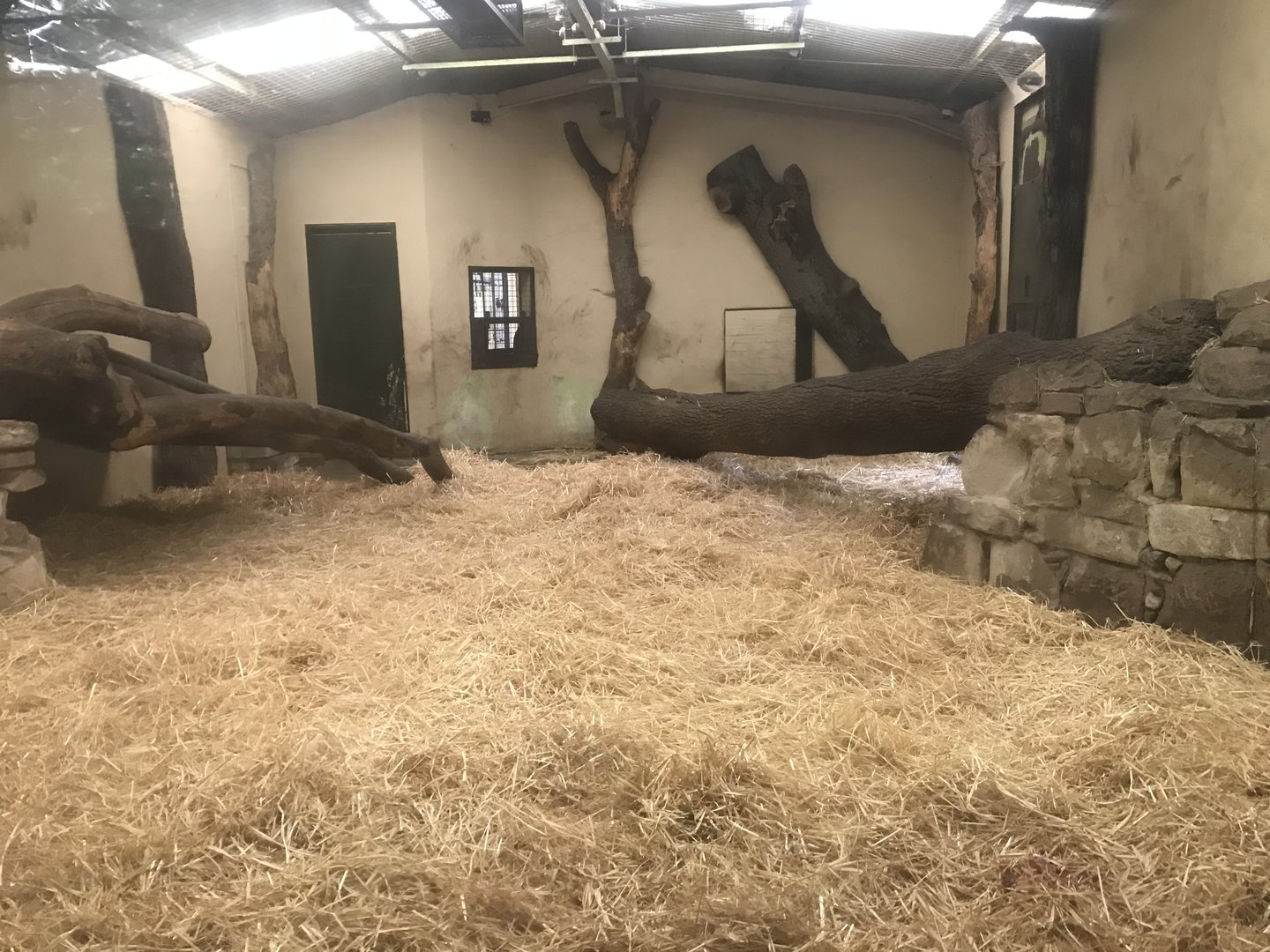Asiatic lion indoors