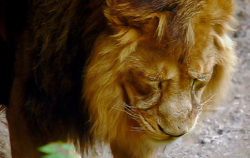 asiatic lion Itar