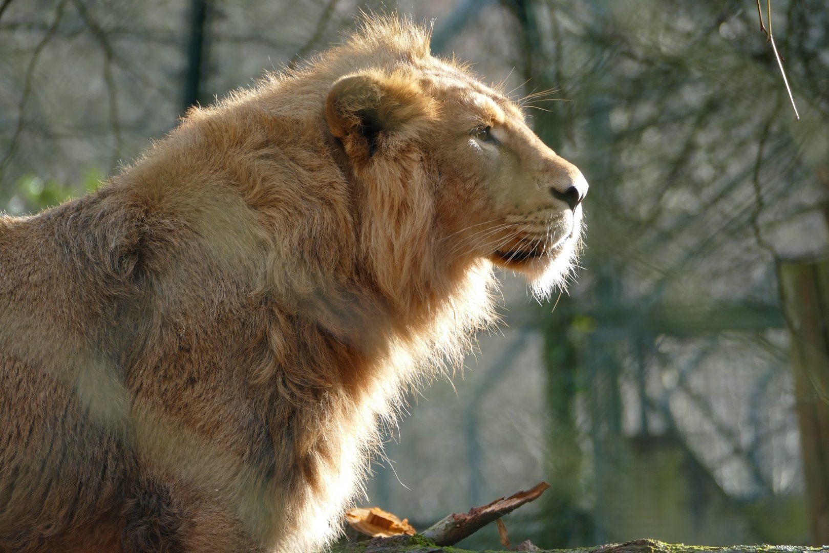 Asiatic lion, January 2019