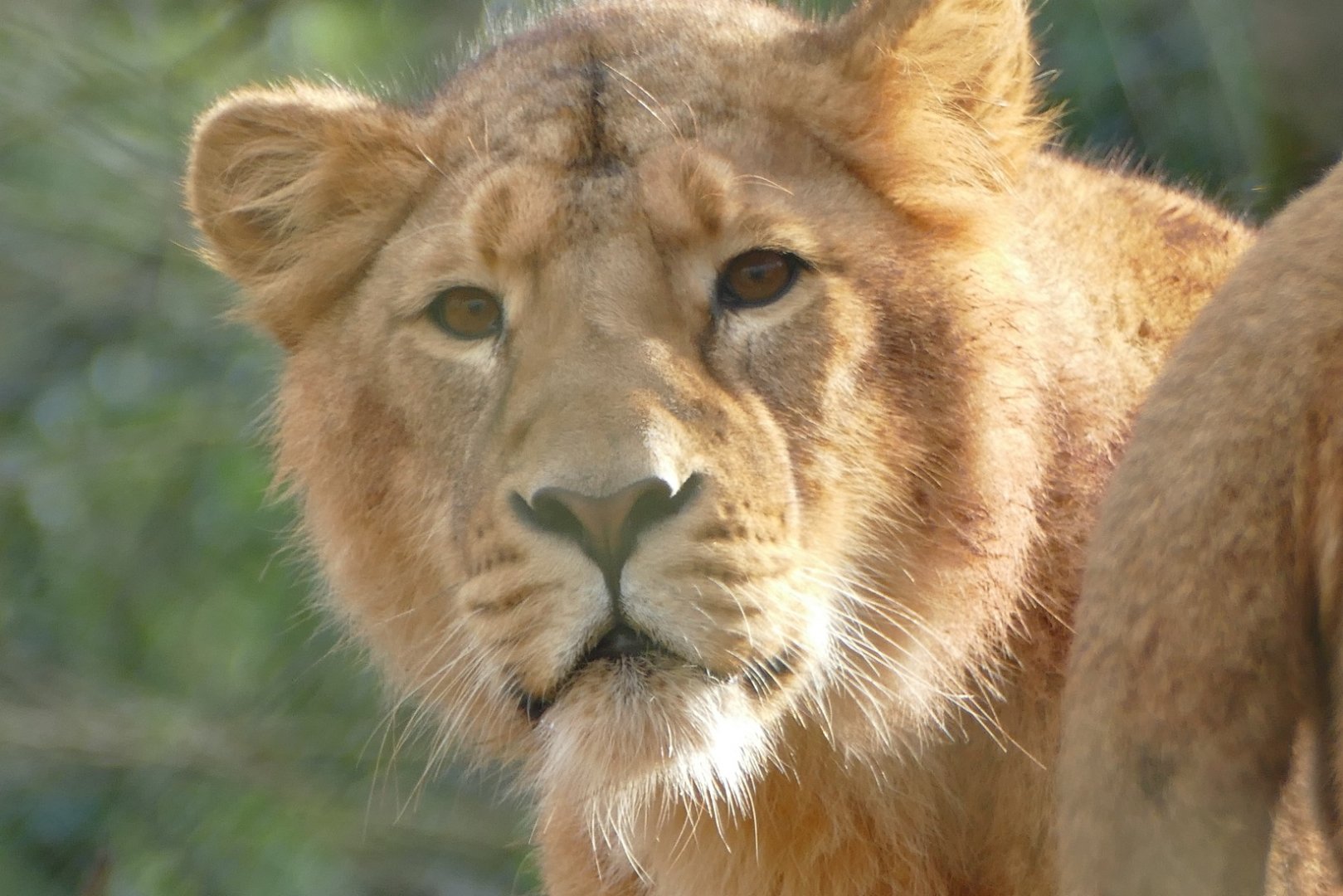 Asiatic lion, January 2019
