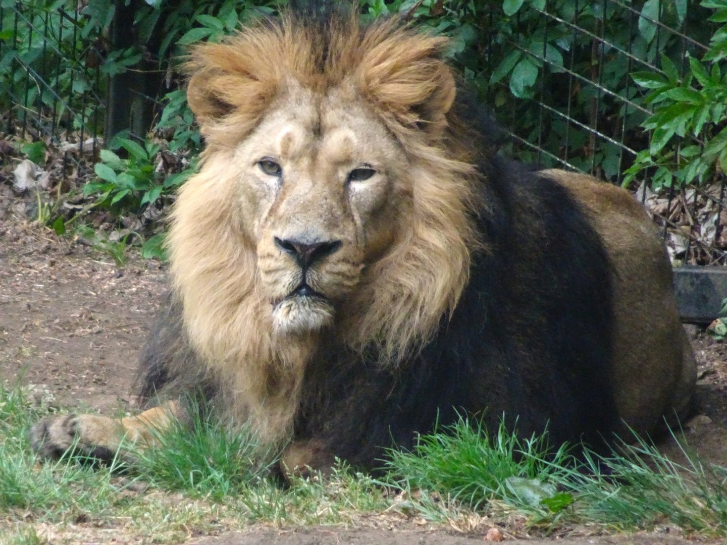 Asiatic Lion Jay 19 May 2025