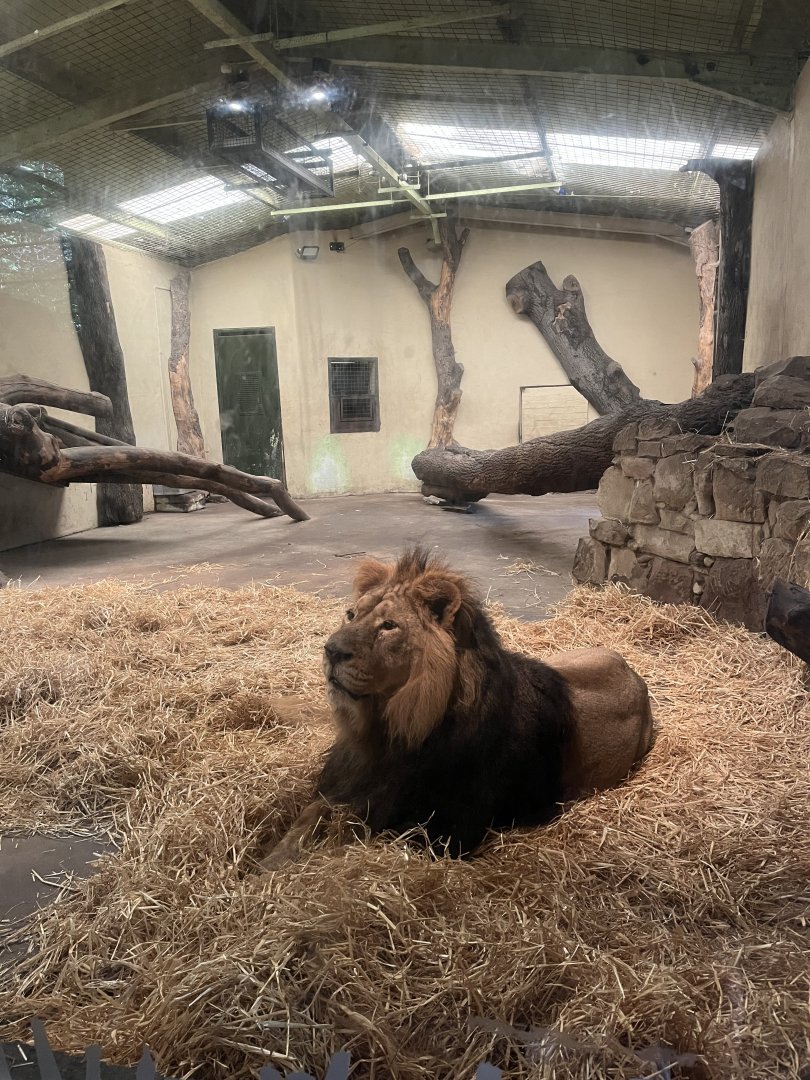 Asiatic lion “Jay” (sitting extremely still!) 22.6.25