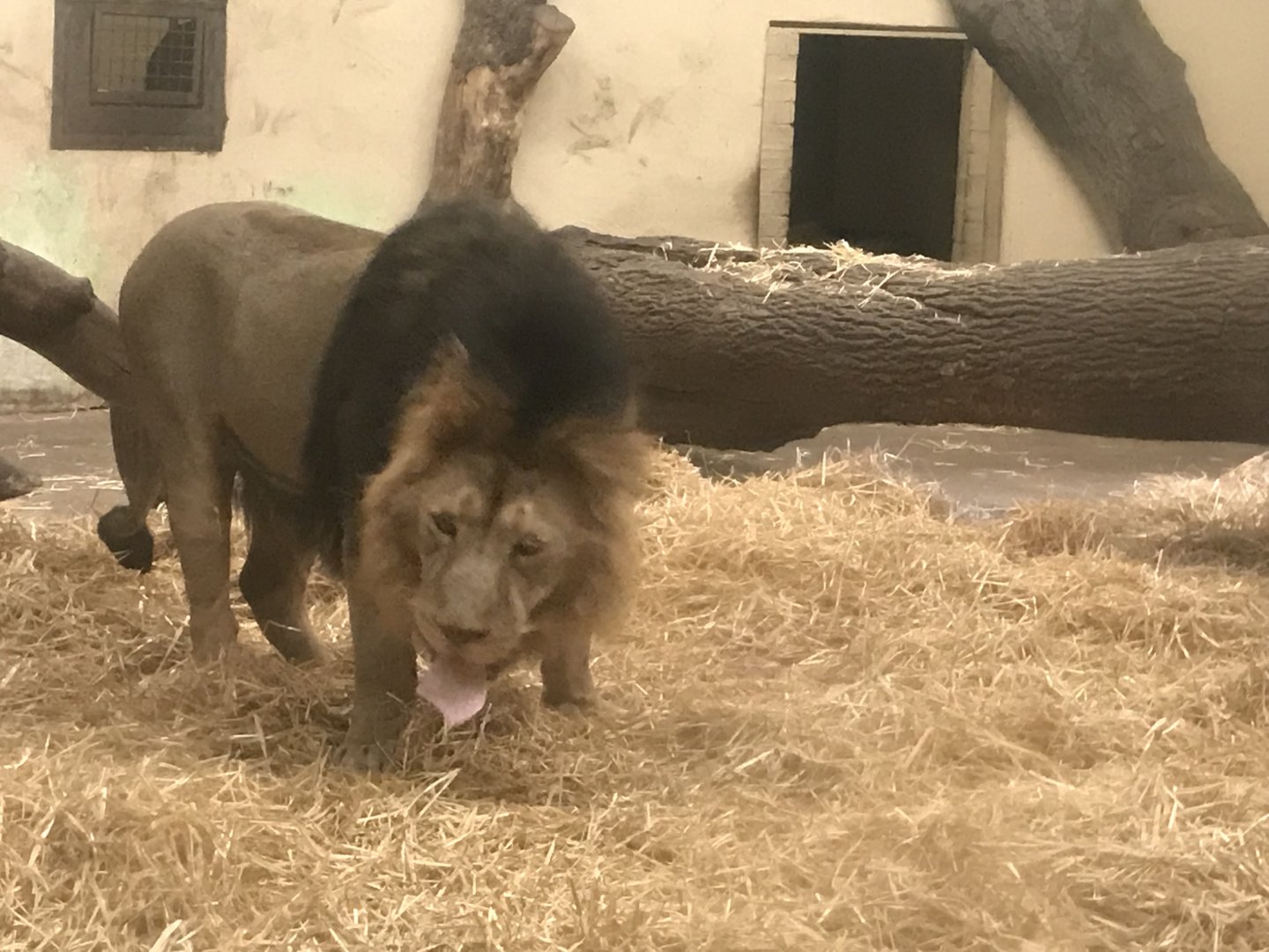 Asiatic lion “Jay”