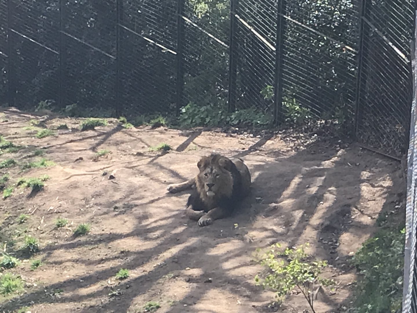 Asiatic lion “Jay”