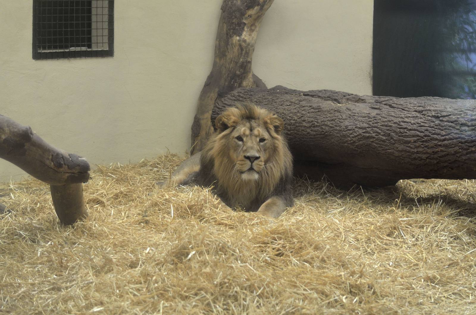 Asiatic lion-Jayendra
