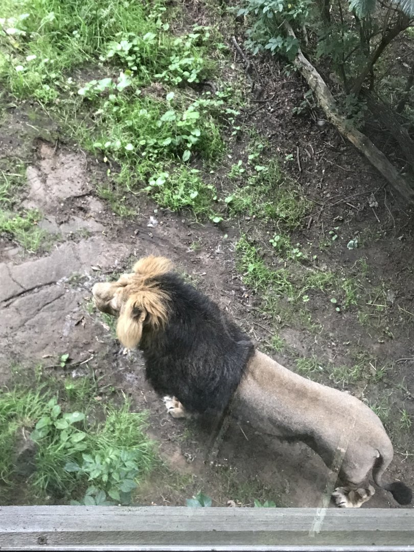 Asiatic lion “Jayendra”
