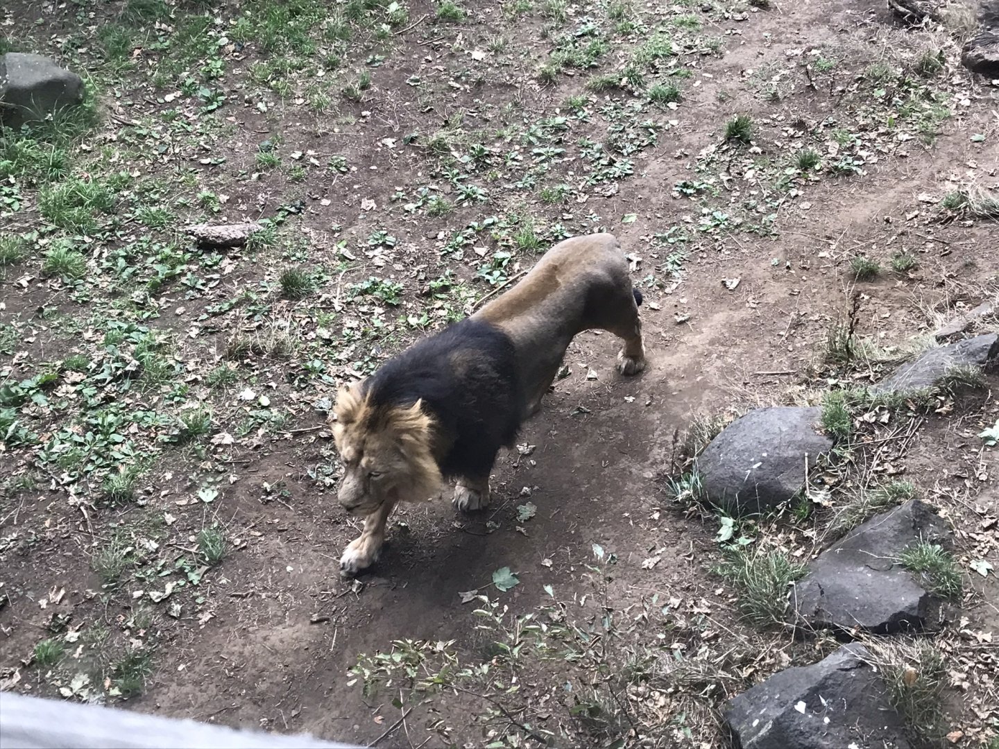 Asiatic lion “Jayendra”
