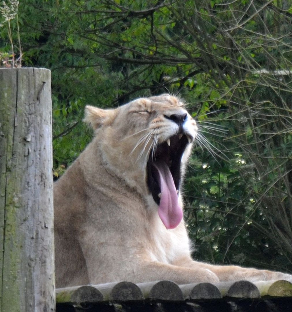 Asiatic Lion - June 2015