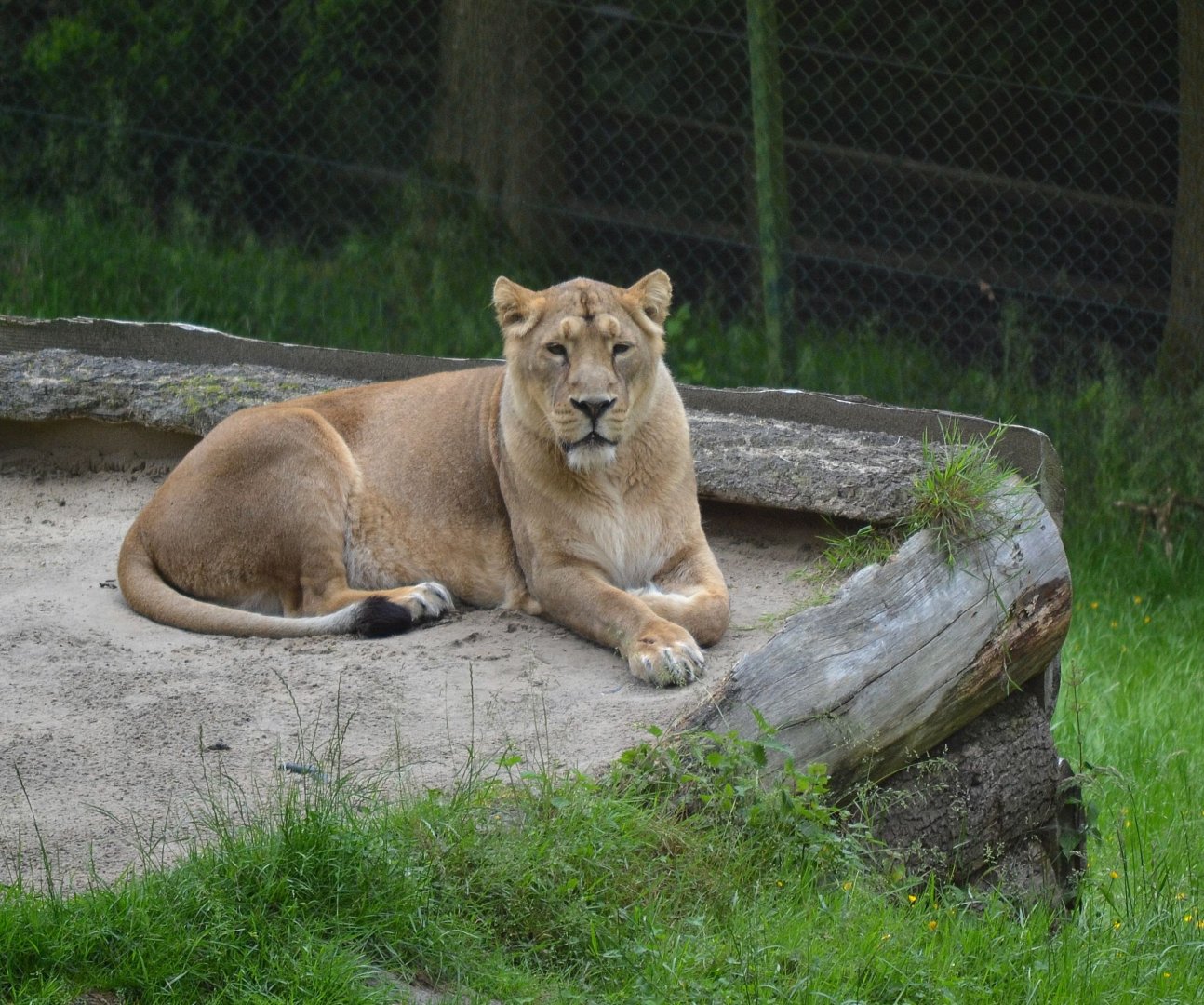 Asiatic Lion - June 2016