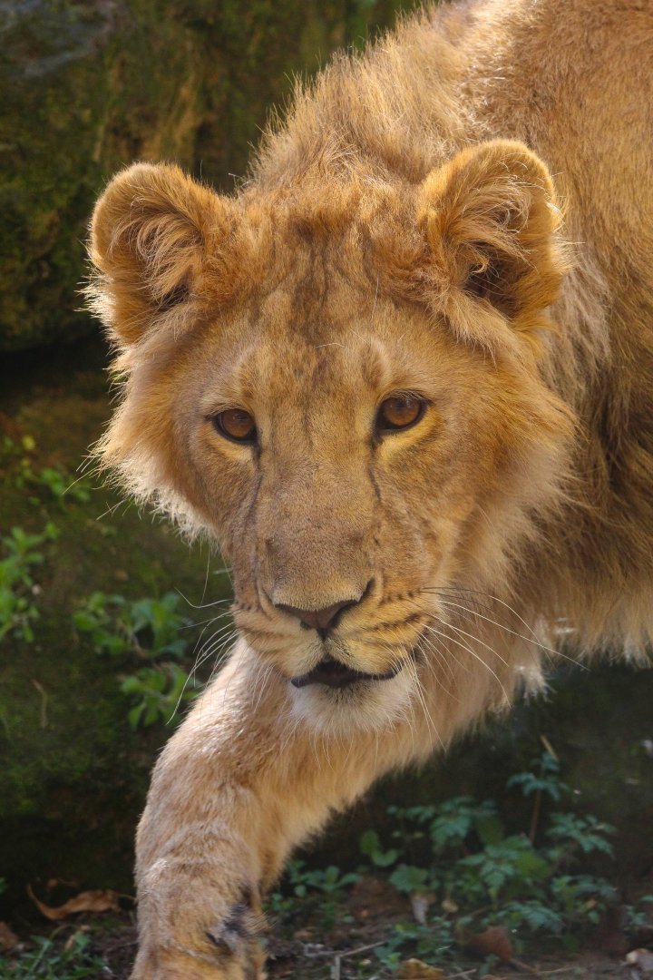 Asiatic Lion juvenile- 19th March 2025
