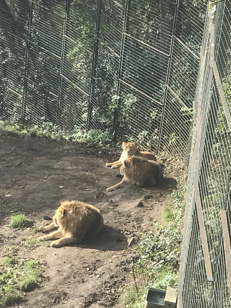 Asiatic lion juveniles