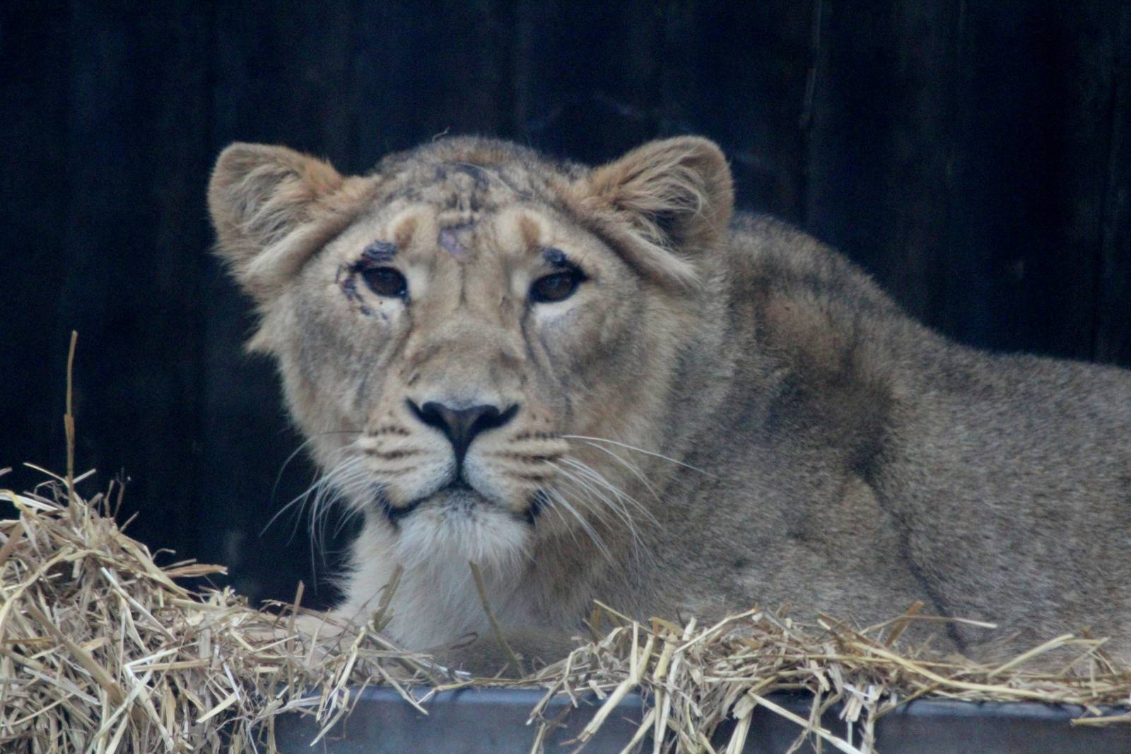 Asiatic Lion, Kalyana