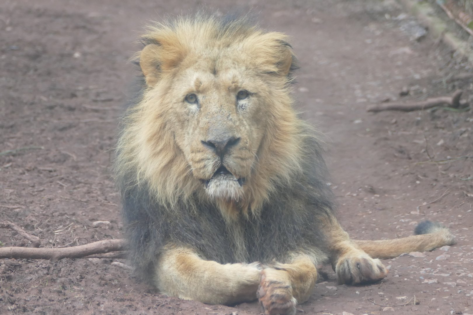 Asiatic lion, Lucifer. February 2018