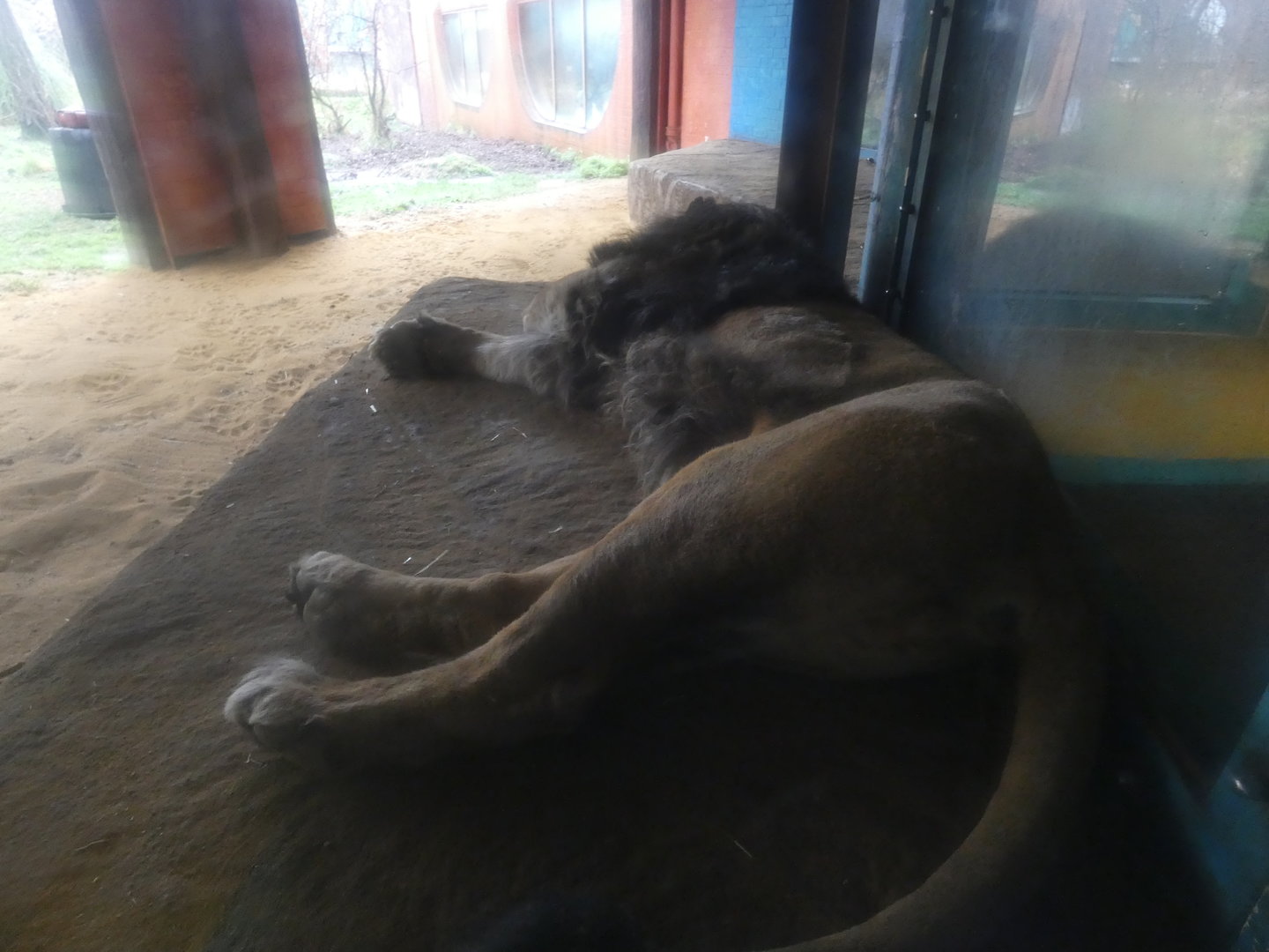 Asiatic lion lying by the window