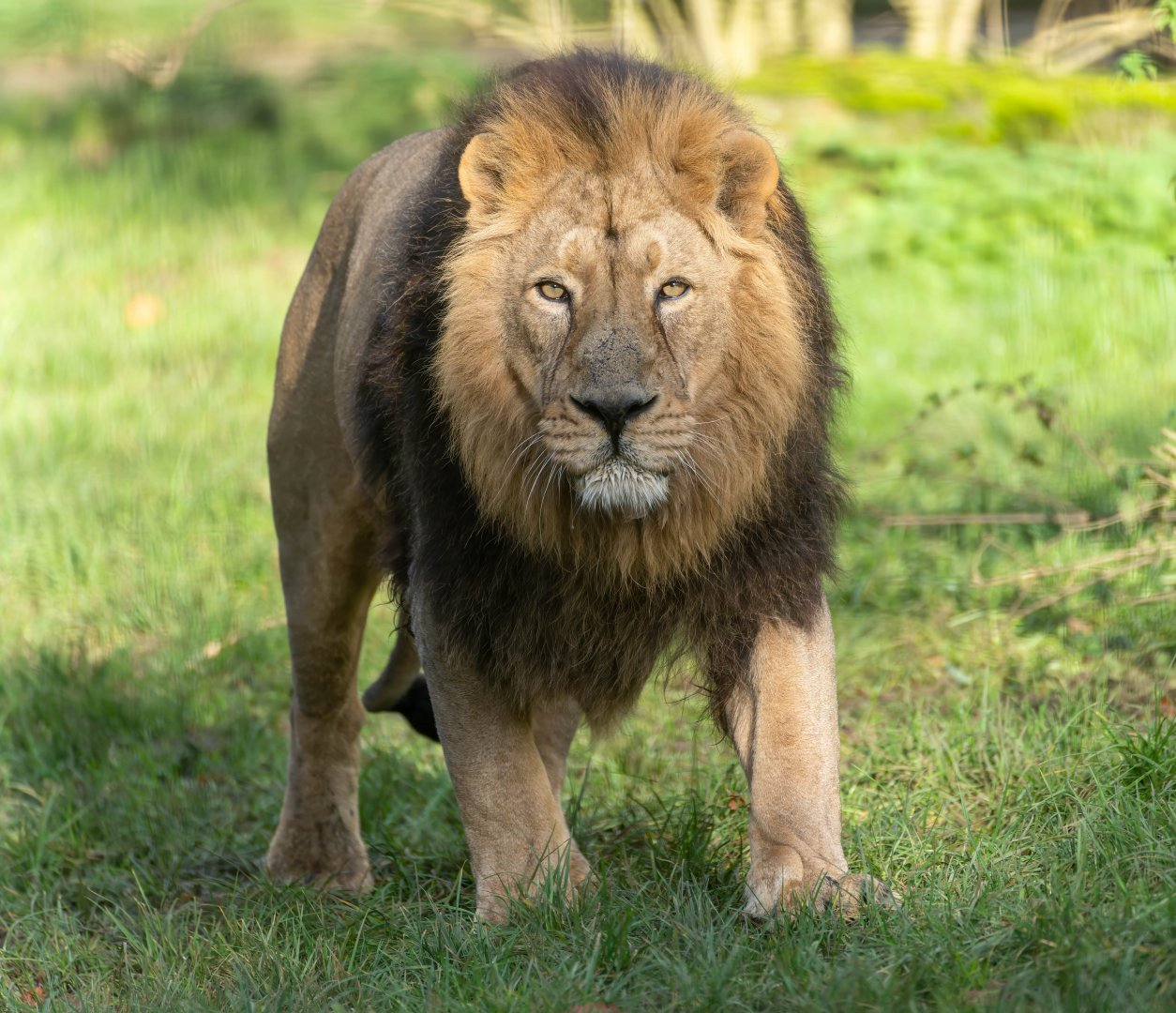 Asiatic lion (m), CWP, UK