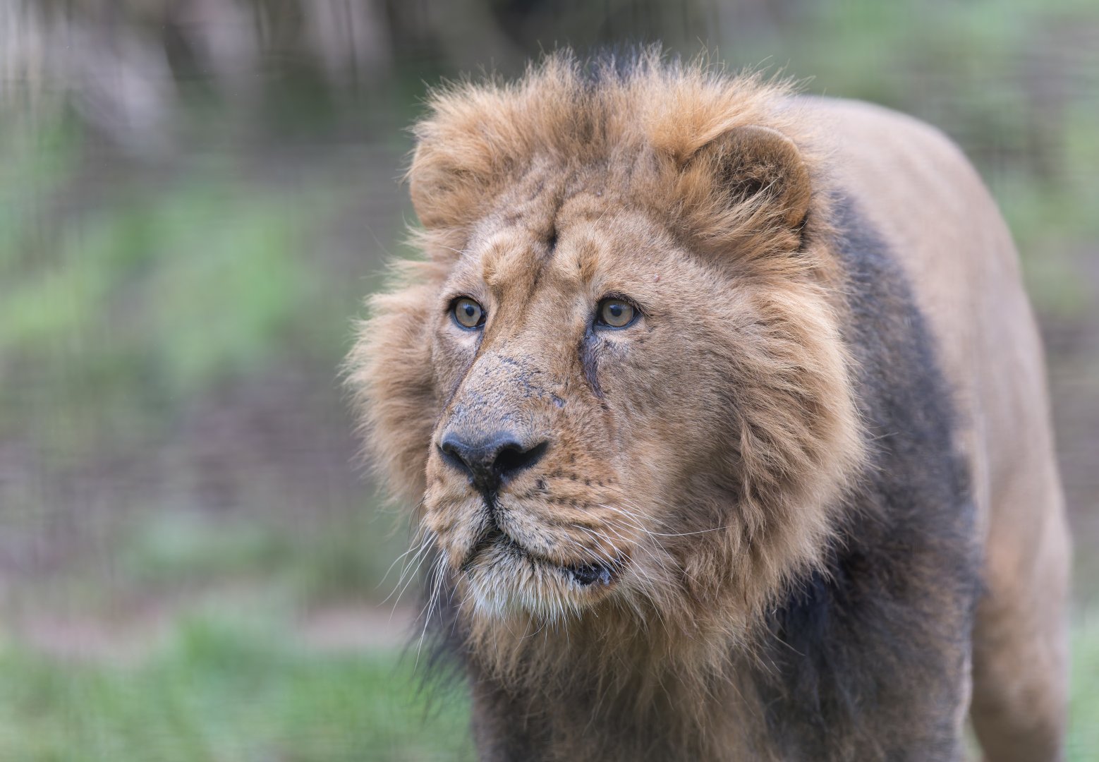 Asiatic lion (m), CWP, UK