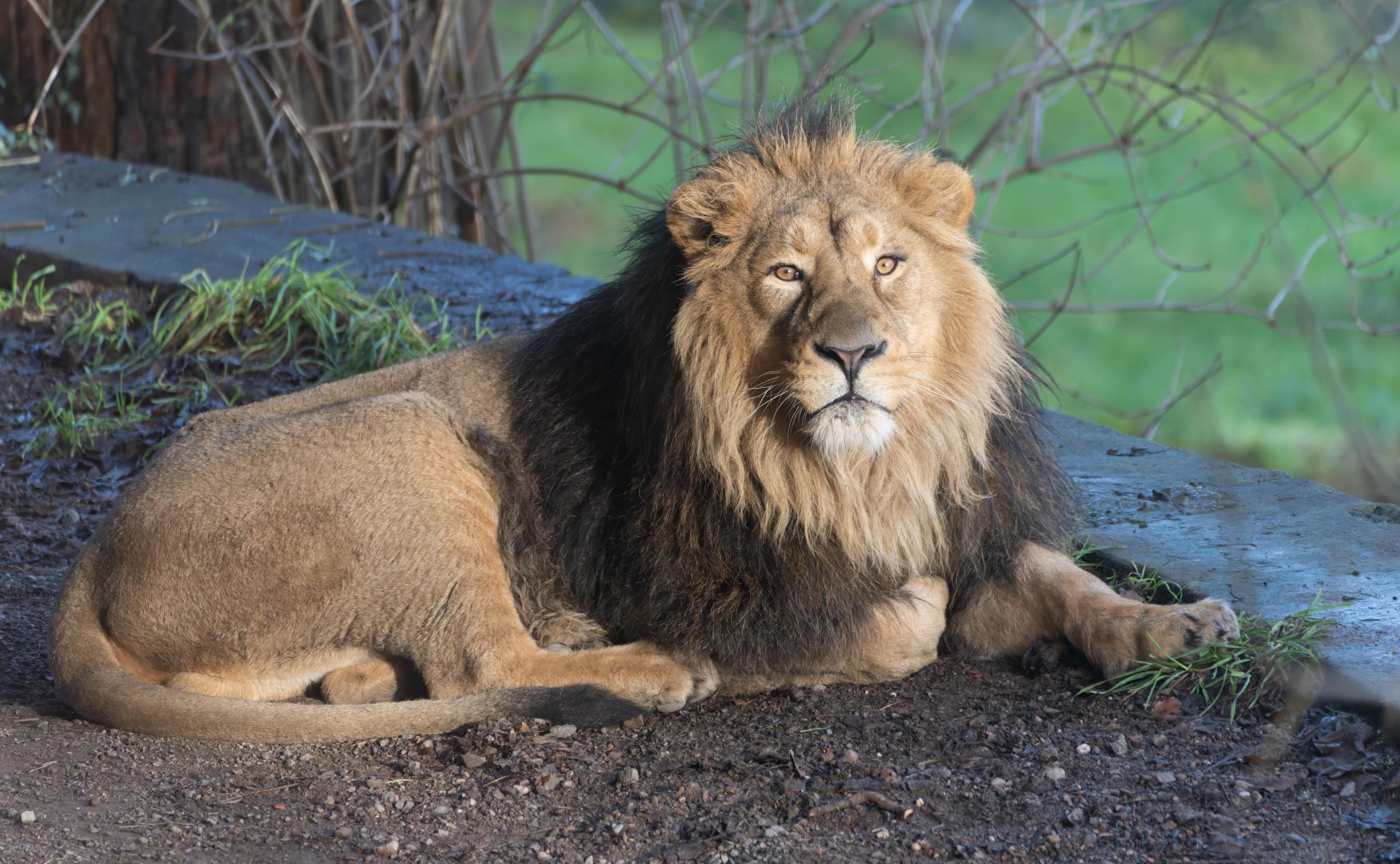 Asiatic lion (m), Dudley, UK