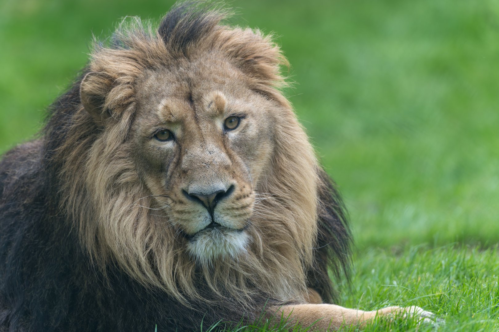 Asiatic Lion (m), Dudley, UK