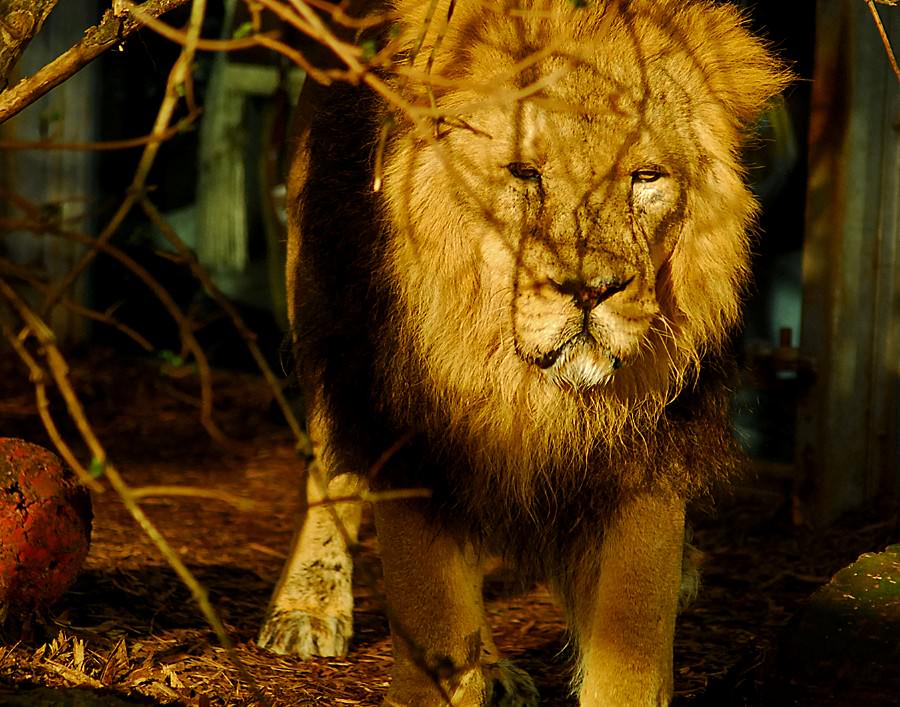 asiatic lion male