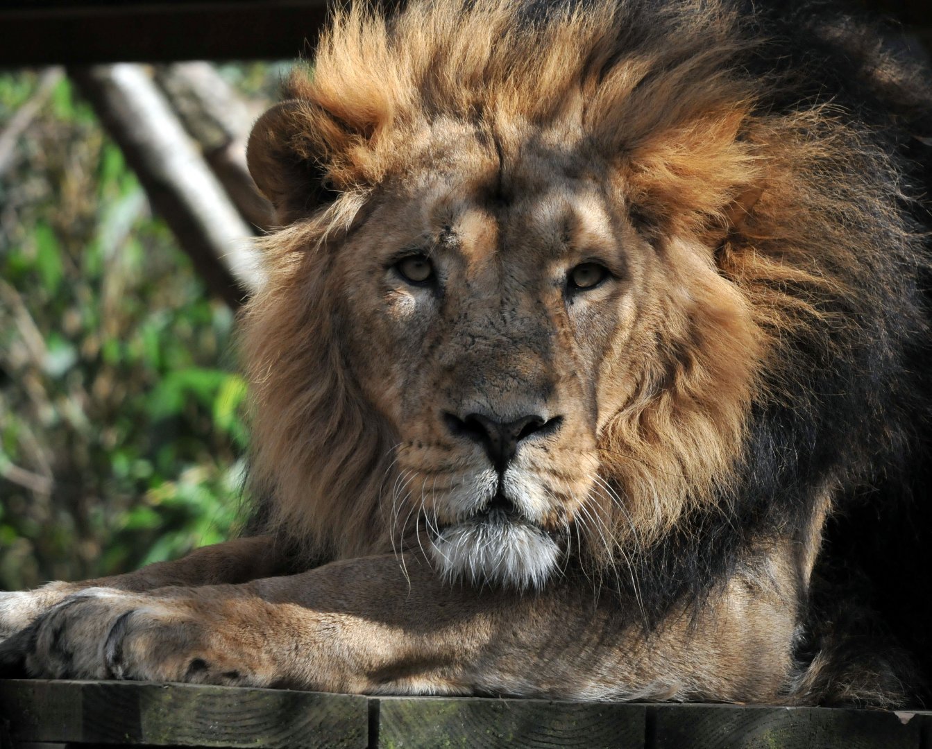 Asiatic lion male