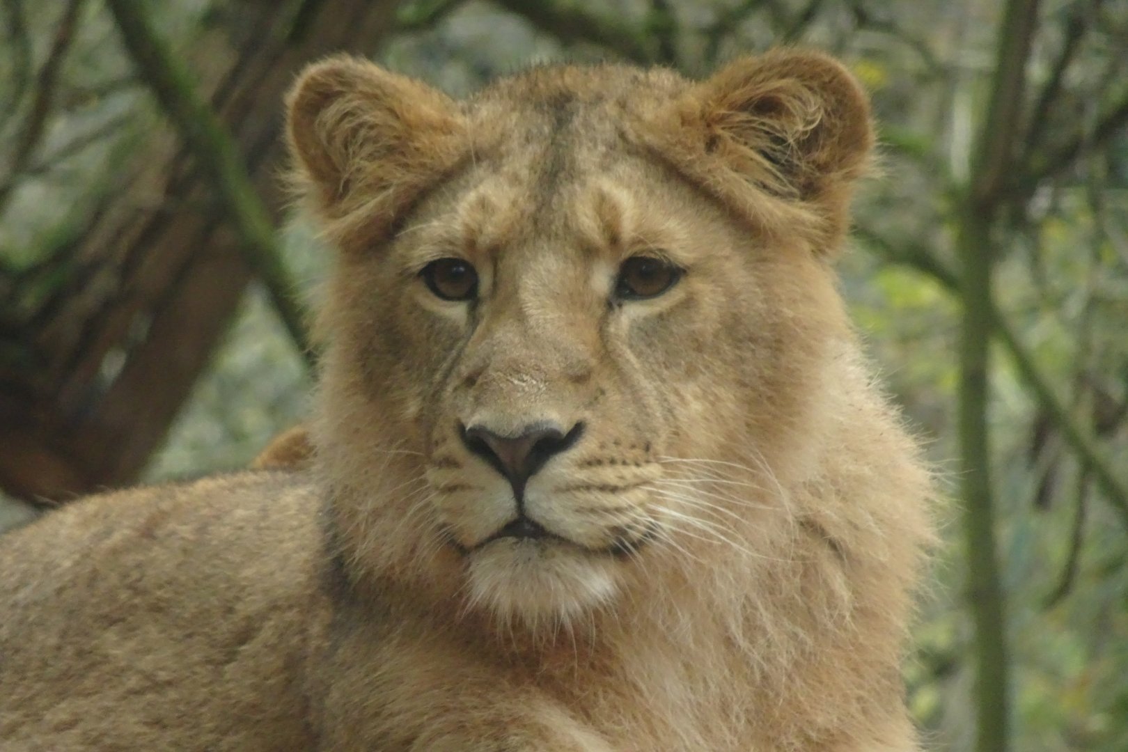 Asiatic Lion, November 2017